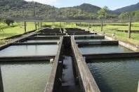 Orientações sobre como evitar a perda de peixes durante o verão em tanques de Joinville - Fotografo: Phelippe José / Secom - Data: 03/02/2015