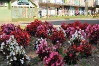  Vai até dia 30, as inscrições para o concurso de Jardins da 73ª Festa das Flores de Joinville. A avaliação dos jardins ficará a cargo de uma comissão julgadora composta pela Conurb, Promotur, AJAO, e Fundação Cultural  - Fotografo: Luana de Freitas - Data: 26/10/2011