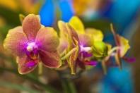 A Fundação Turística de Joinville fez nesta quinta-feira (13/10), na praça de eventos do Shopping Mueller, o lançamento da 73ª Festa das Flores. A foto mostra algumas das muitas belezas que o evento oferece ao visitante - Fotografo: Mauro Artur Schlieck - Data: 13/10/2011