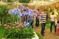 O domingo (13/11) foi movimentado na Expoville com a 73ª Festa das Flores de Joinville. Outras variedades de flores e plantas também tiveram seu espaço garantido - Fotografo: Mauro Artur Schlieck - Data: 13/11/2011