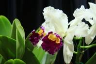 A 73ª Festa das Flores de Joinville, a mais tradicional festa joinvilense, está sendo um sucesso. Até agora, o espaço que reúne Exposição de Orquídeas, Mercado de Plantas, Feira de Artesanato, Palco Cultural e Praça Gastronômica já atraiu mais de 100 mil visitantes. - Fotografo: Mauro Artur Schlieck - Data: 15/11/2011
