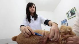 Centro de Bem-estar Animal faz mutirão para castrar cães e gatos em Pirabeiraba, em Joinville - Fotografo: Rogerio da Silva - Data: 31/07/2014
