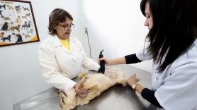 Centro de Bem-estar Animal faz mutirão para castrar cães e gatos em Pirabeiraba, em Joinville - Fotografo: Rogerio da Silva - Data: 31/07/2014