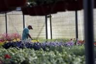 Produção de flores e plantas ornamentais em alta na região de Pirabeiraba - Fotografo: Jaksson Zanco - Data: 04/08/2014