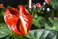 Os fins de semana de maio em Joinville serão alegres e movimentados. Gastronomia, cultura e tradicionalismo são os carros-chefe das festas comunitárias. A 6ª Exposição e Feira do Anthurium é a primeira das festas e acontecerá nos dias 5 e 6 de maio. - Fotografo: Mauro Artur Schlieck - Data: 26/04/2012
