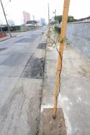 A Fundação Municipal do Meio Ambiente (Fundema) concluiu neste mês o plantio de cinco mil mudas de árvores em vias públicas de diferentes regiões de Joinville - Fotografo: Rogerio da Silva - Data: 10/09/2013