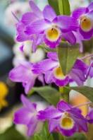 A Fundação Turística de Joinville fez nesta quinta-feira (13/10), na praça de eventos do Shopping Mueller, o lançamento da 73ª Festa das Flores. A foto mostra algumas das muitas belezas que o evento oferece ao visitante  - Data: 13/10/2011