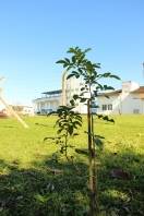Águas de Joinville planta mudas de árvores na ETA do Cubatão - Fotografo: Águas de Joinville/Divulgação - Data: 15/08/2013