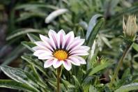 Produção de flores e plantas ornamentais em alta na região de Pirabeiraba - Fotografo: Jaksson Zanco - Data: 04/08/2014