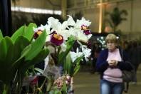 A 73ª Festa das Flores de Joinville, a mais tradicional festa joinvilense, está sendo um sucesso. Até agora, o espaço que reúne Exposição de Orquídeas, Mercado de Plantas, Feira de Artesanato, Palco Cultural e Praça Gastronômica já atraiu mais de 100 mil visitantes. - Fotografo: Mauro Artur Schlieck - Data: 15/11/2011