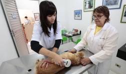 Prefeitura de Joinville realiza Programa de Controle Populacional de Cães e Gatos - Fotografo: Rogerio da Silva - Data: 05/01/2016