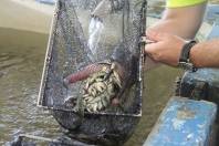 Orientações sobre como evitar a perda de peixes durante o verão em tanques de Joinville - Fotografo: Phelippe José / Secom - Data: 03/02/2015