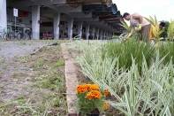 Ittran reliza manutenção dos canteiros de flores na rodoviária de Joinville - Fotografo: Rogerio da Silva - Data: 09/10/2013
